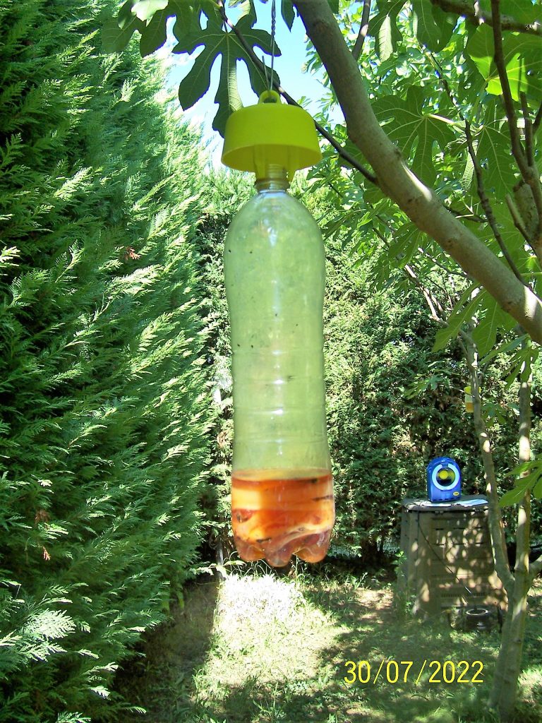 Trappola per vespe con bottiglia di plastica.